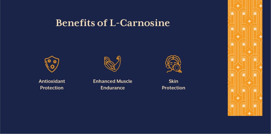 L – Καρνοσίνη. Μία πολύτιμη προσθήκη στα συμπληρώματα διατροφής.